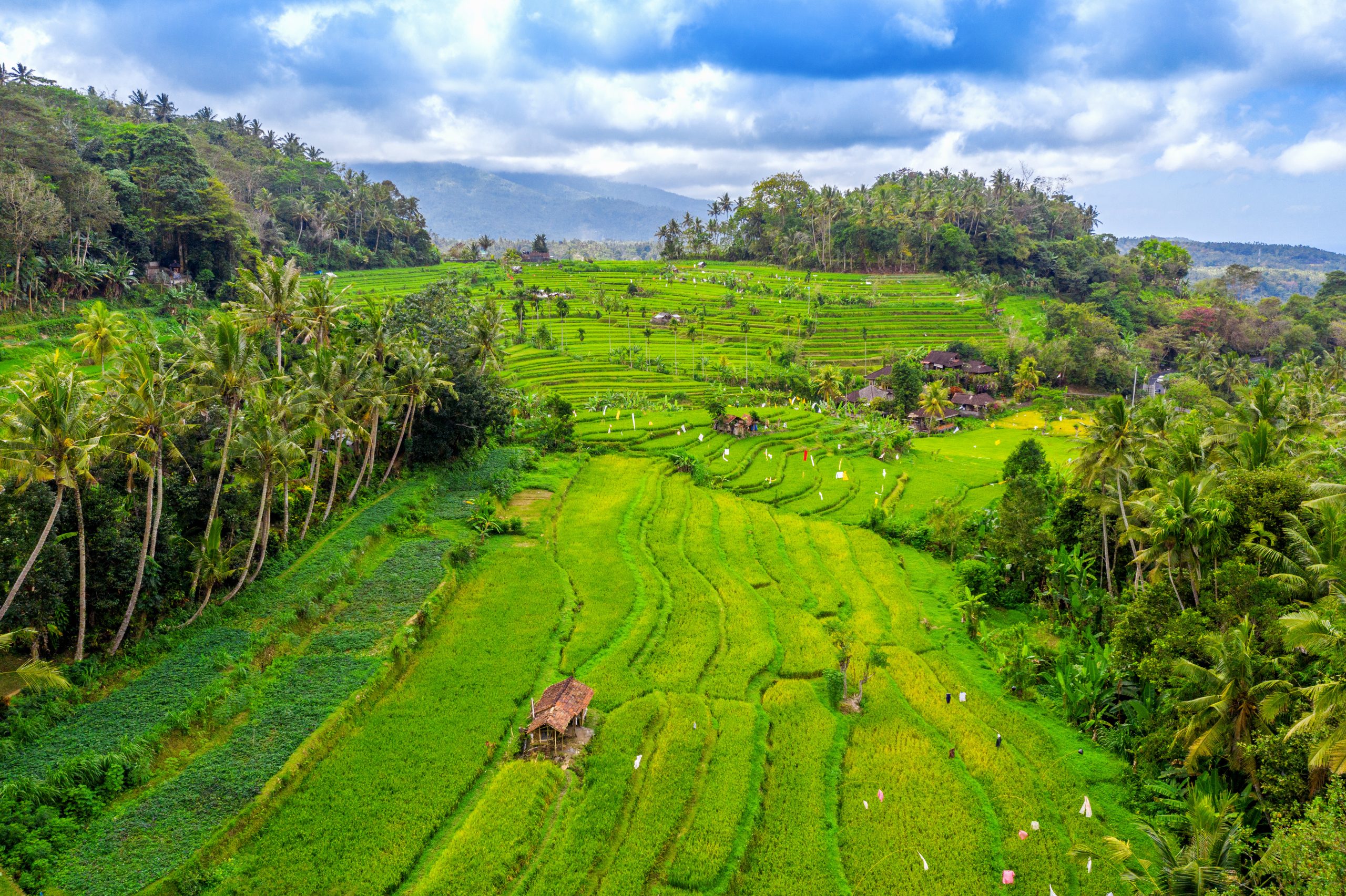 Aerial view of Terraced rice fields Bali, Indonesia.